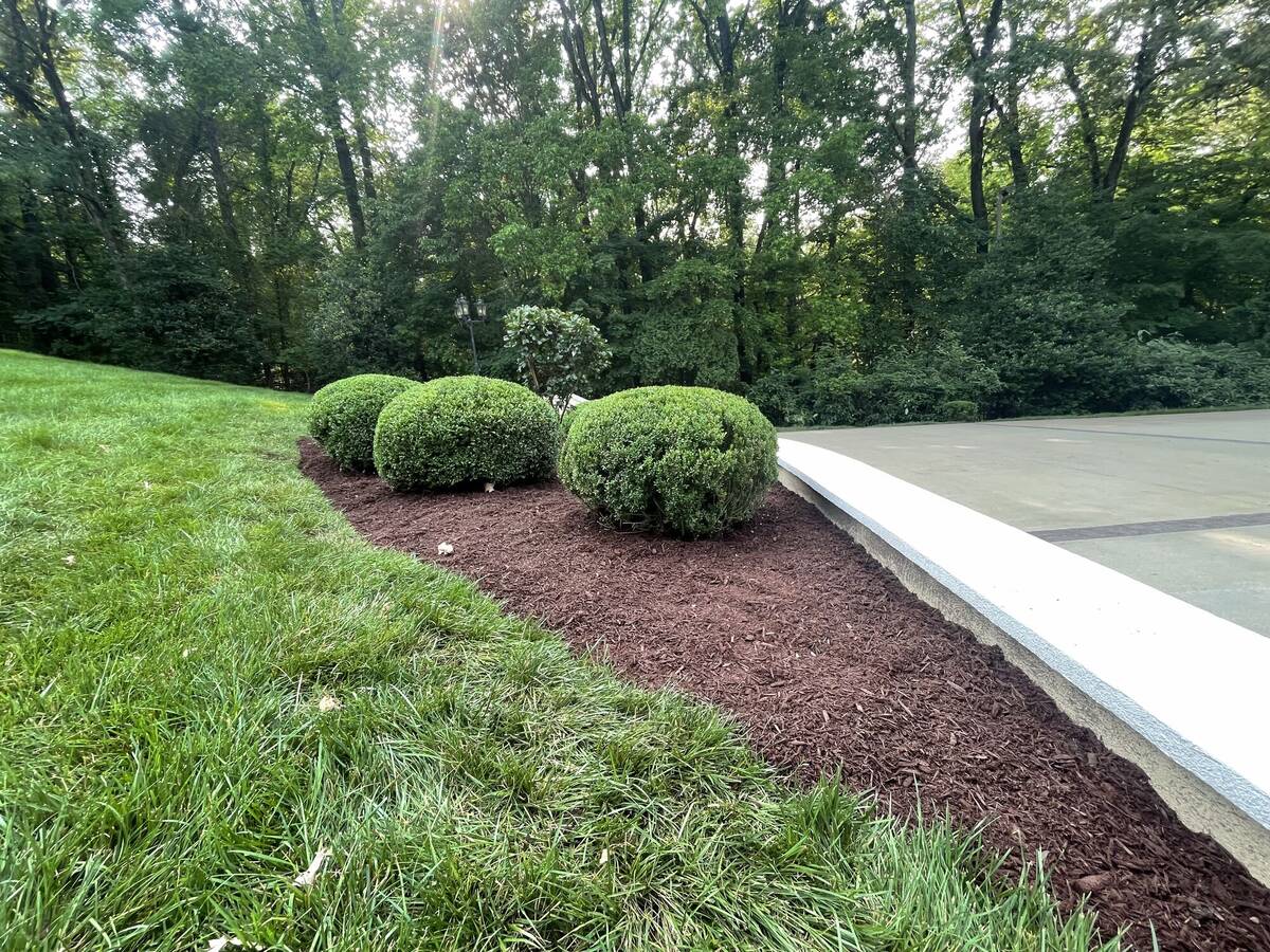Shaped boxwood topiary along driveway