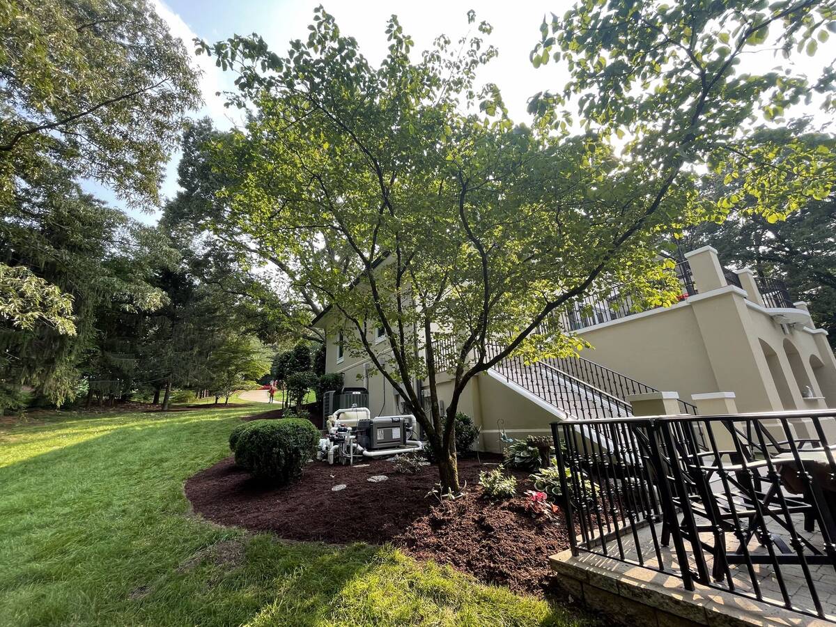 Mature tree framing manicured side yard